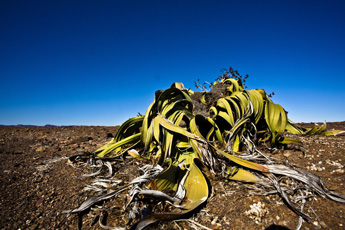 Namibia 3